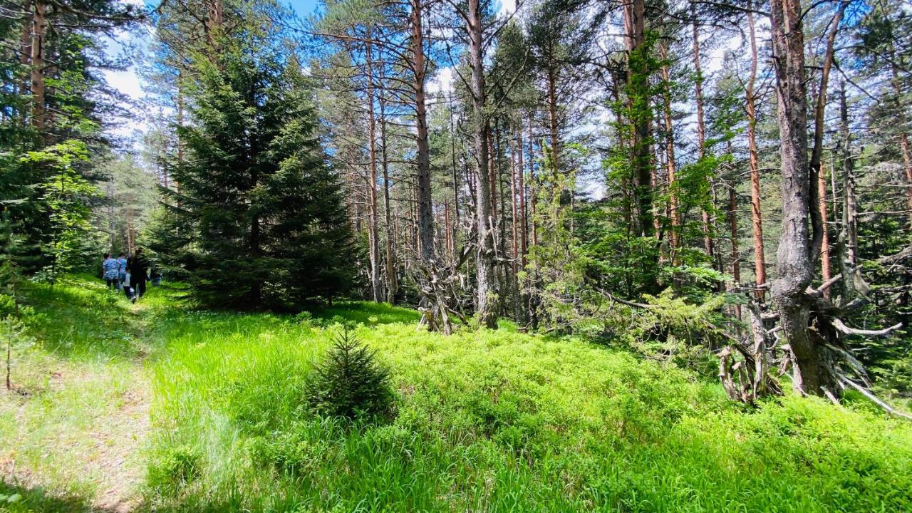 Eco Village Pavlovic Žabljak Exteriér fotografie